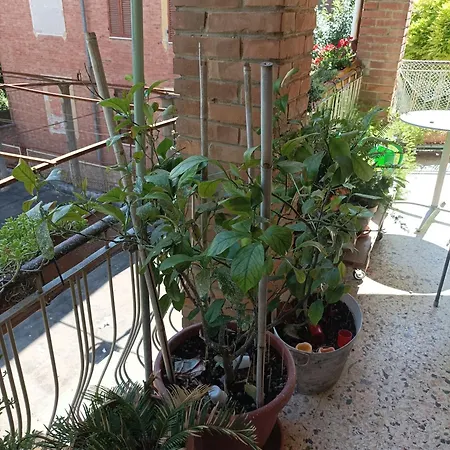 Boh & Boh A Casa Di Luca And His Cats Apartment Perugia Exterior photo
